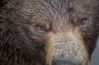 Ultra closeup of a brown bear at Fortress of the Bear- a Sitka rescue center. Art Print